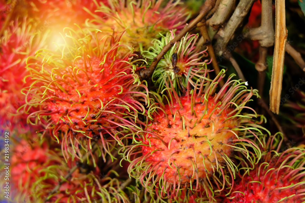 Fresh rambutan in the fruit market of Thailand.
Fresh rambutan in the fruit market of Thailand.