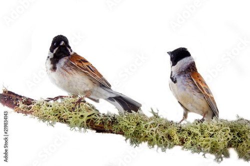 Artistic composition of two beautiful colorful birds on branch photo