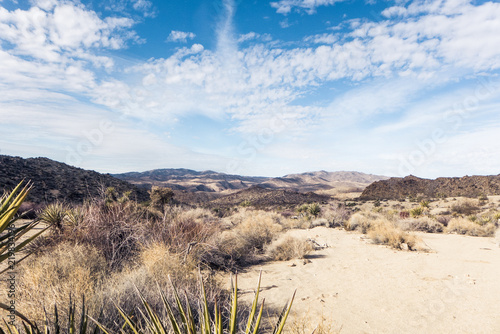 Colorado desert landscape in joshua tree national park on a sunny day