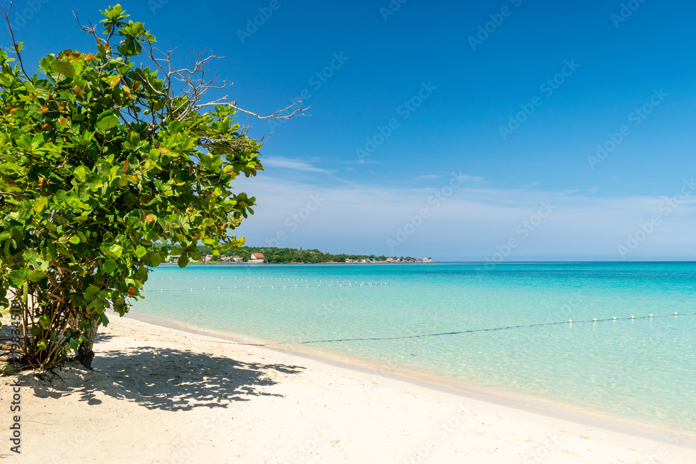 Almond tree providing shade on a sunny day along a beach in Negril, Jamaica.