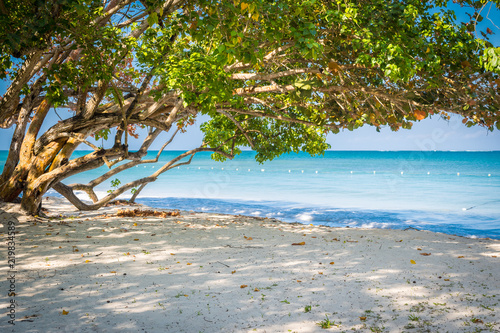 Fototapeta Naklejka Na Ścianę i Meble -  Bent trees along this Caribbean beach leaning towards the sea for their leaves to have more sunlight. Negril, Jamaica