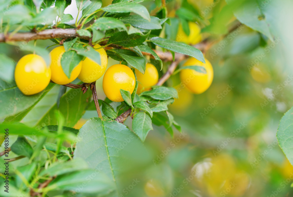 yellow plum on tree