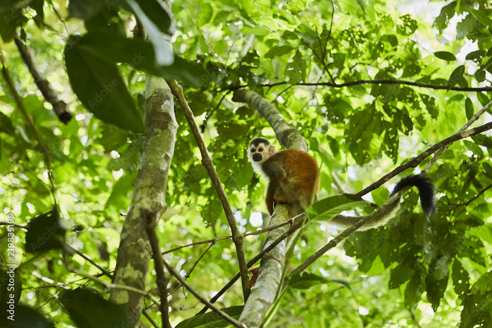 Funny monkey sitting on jungle tree Funny monkey sitting on jungle tree