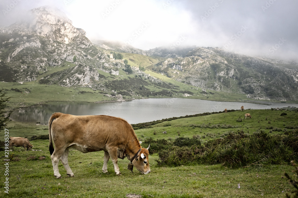  cow in a meadow eating grass in front of a lake and a mountain