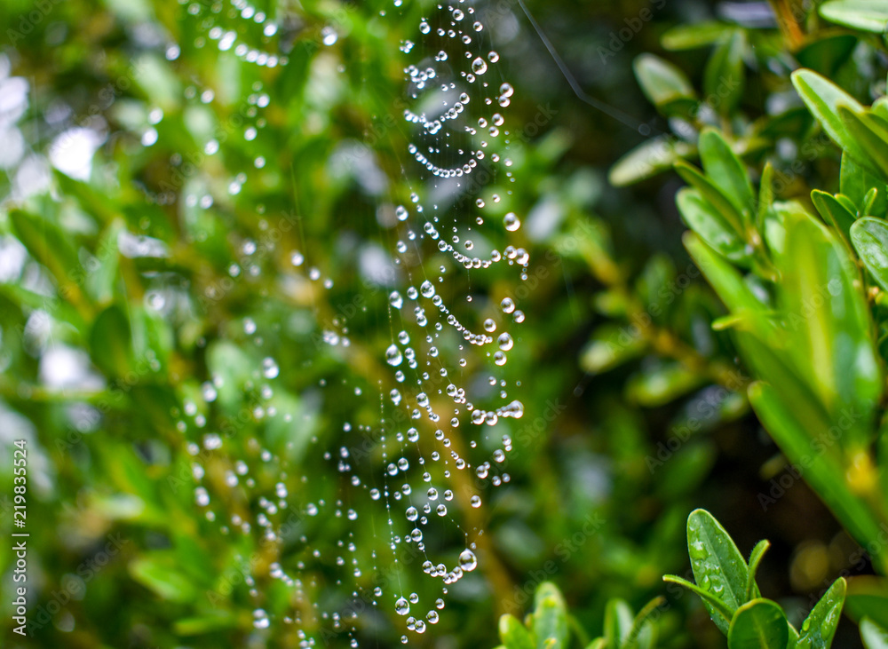 Obraz premium Spiderweb in the rain