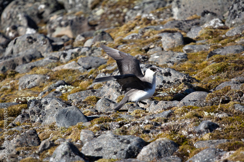 Arctic skua (Richardsons skua, parasitic jaeger) photo