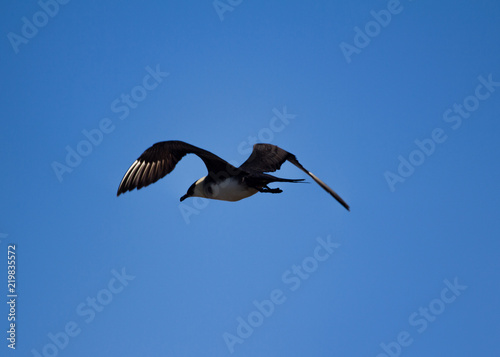 Arctic skua. Adult light morph flying. photo