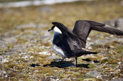 Arctic skua (Richardsons skua, parasitic jaeger) photo