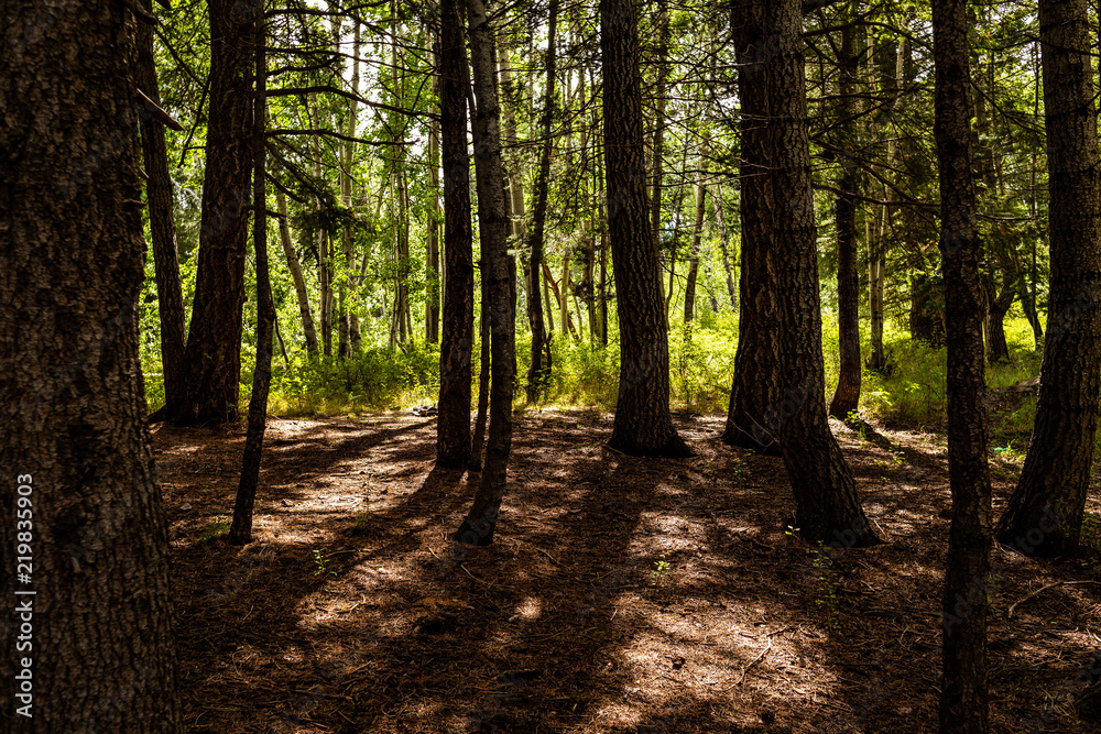 Obraz premium Into the Woods