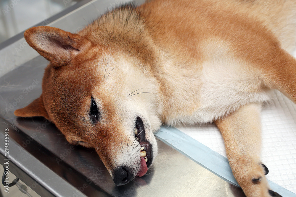 Dog anesthesia with veterinary treatment. Sick Shiba inu in the veterinary clinic. Anesthetic Shiba inu dog laying on the operating table.