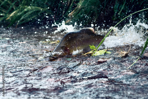 when the salmon are running - male of humpback salmon (Oncorhunchus gorbusha) photo