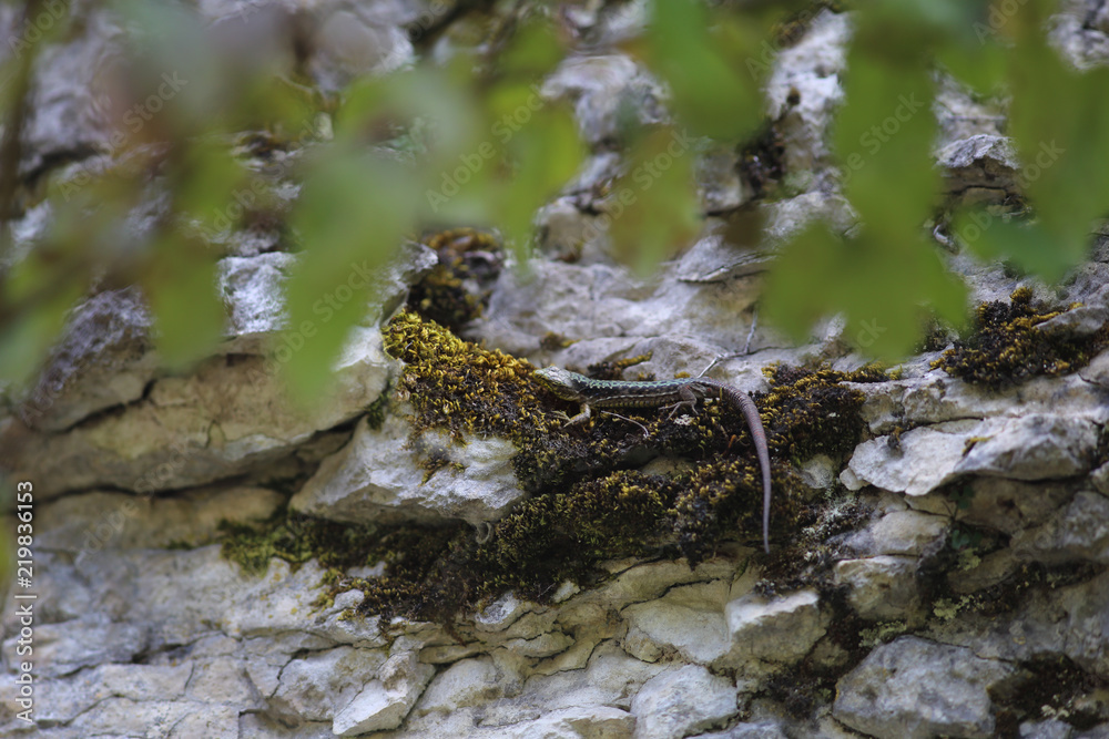 Fototapeta premium Lizard is lying on the moss on the steep slope of the mountain ...