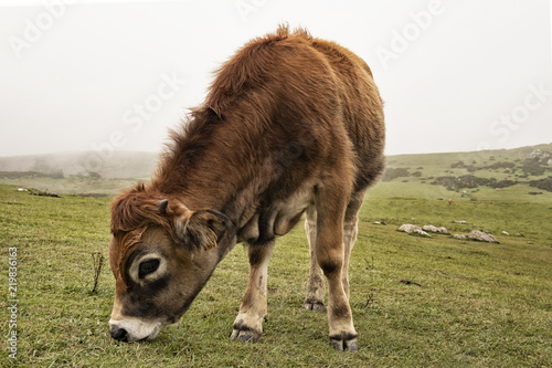  calf in a meadow grazing grass