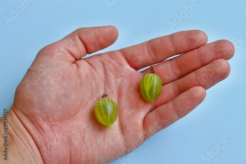Green gooseberry in hand