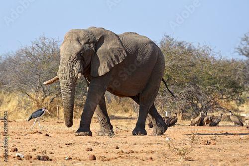 Afrikanischer Elefant  loxodonta africana  am Wasserloch im Etosha Nationalpark  Namibia 