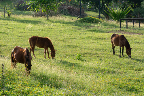 Horses Grazing in Field 