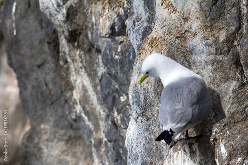 Kittiwakes on ledges near nest and incubate photo