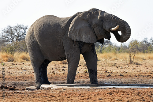 Afrikanischer Elefant (loxodonta africana) am Wasserloch im Etosha Nationalpark (Namibia) © anni94