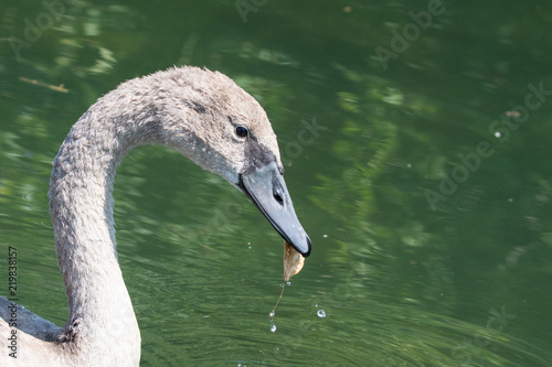 junger Höckerschwan