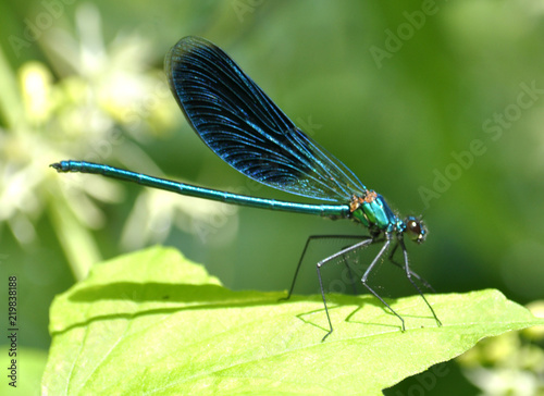 Dragonfly sits on a green leaf