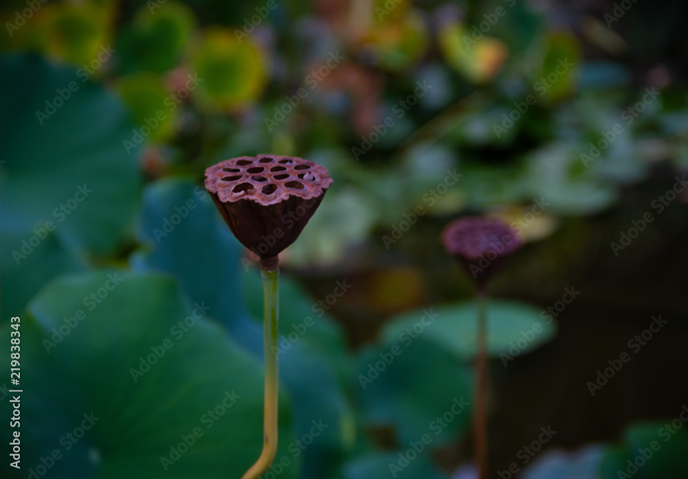 Φωτογραφία Beautiful close-up of a water lily seed pod in a pond in a garden