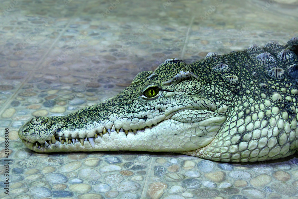 Fototapeta premium Muzzle of a lying crocodile on the side