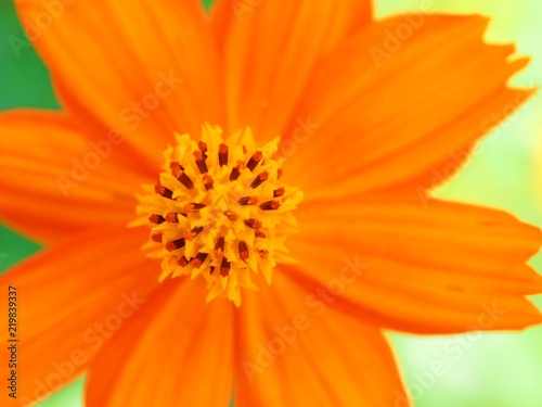  kibana  Cosmos sulphureus flower