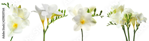 Set with Freesia flowers on white background photo