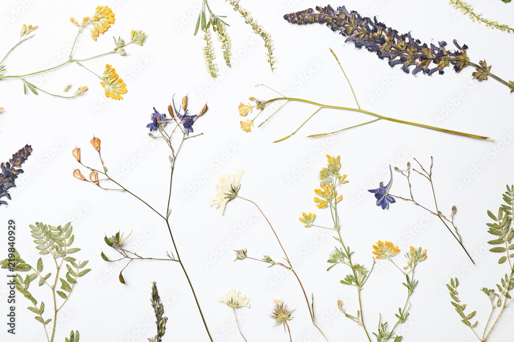Wild dried meadow flowers on white background, top view Stock Photo