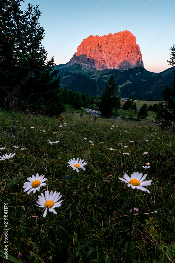 View of Sassolungo with some flowers in the forground.