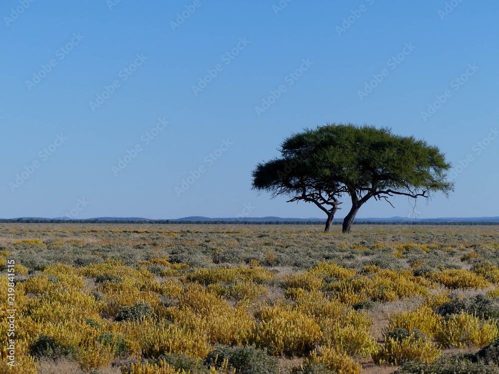 Obraz premium paysage de Namibie - Afrique Australe