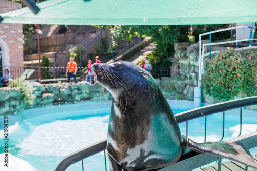  Harbor Seal at ZOO