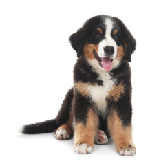 Adorable Bernese Mountain Dog puppy on white background