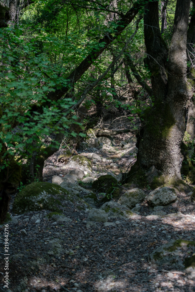 Fototapeta premium Valley Of The Butterflies. A beautiful nature reserve on the island of Rhodes, Greece, nature background