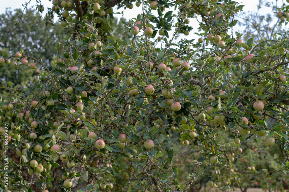 Apple tree in an orchard full of ripen apples Apple tree in an orchard full of ripen apples