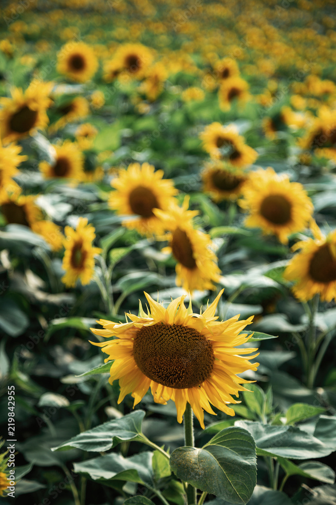 field with yellow sunflowers in the setting sun field with yellow sunflowers in the setting sun