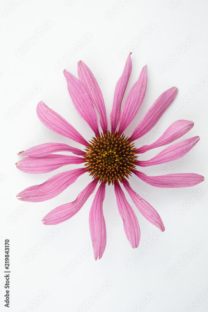 Pink floral head against white background.