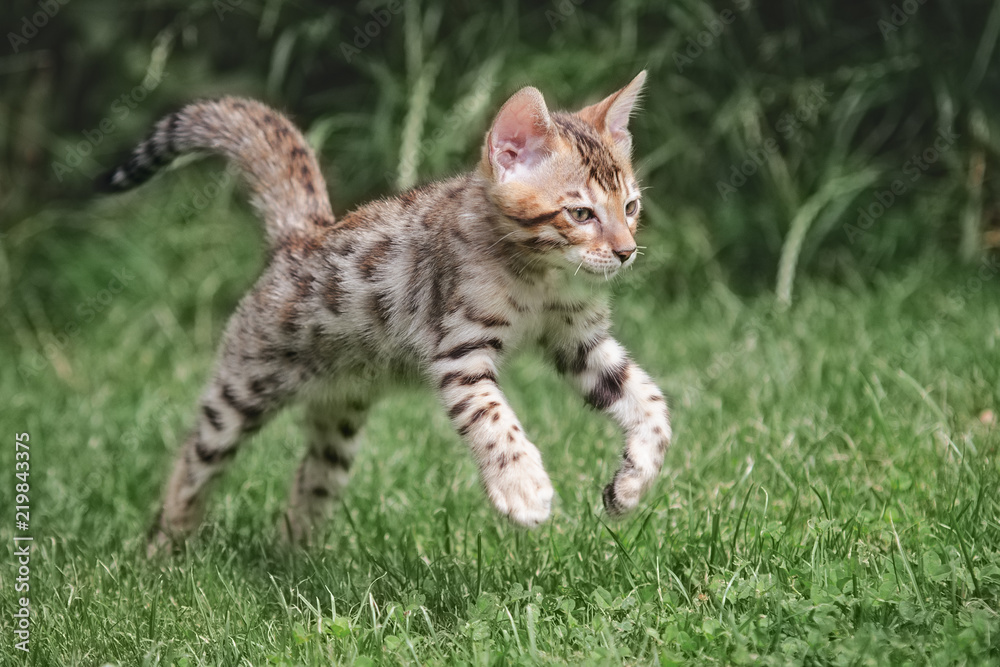 Bengal Kitten jump