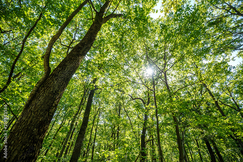 summer road through deciduous green forest summer road through deciduous green forest