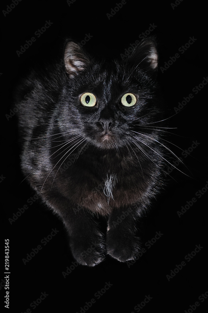 Portrait of a domestic black cat on a black background Portrait of a domestic black cat on a black background