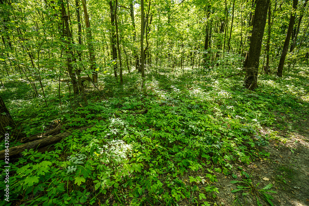 summer road through deciduous green forest summer road through deciduous green forest