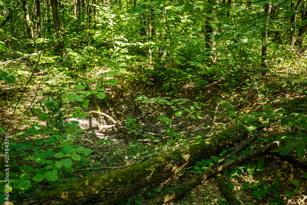 Fototapeta premium summer road through deciduous green forest 