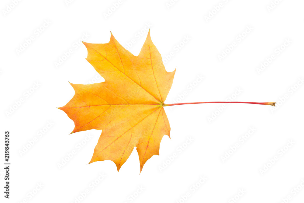 Colorful autumn maple leaf isolated on white background close up