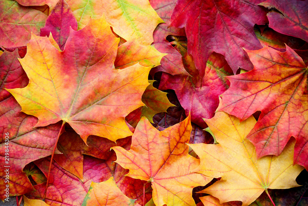 Amazing multicolor background of natural autumn foliage. Colorful background of multicolor leaves with natural light. Majestic bright autumn foliage color background - obrazy, fototapety, plakaty 