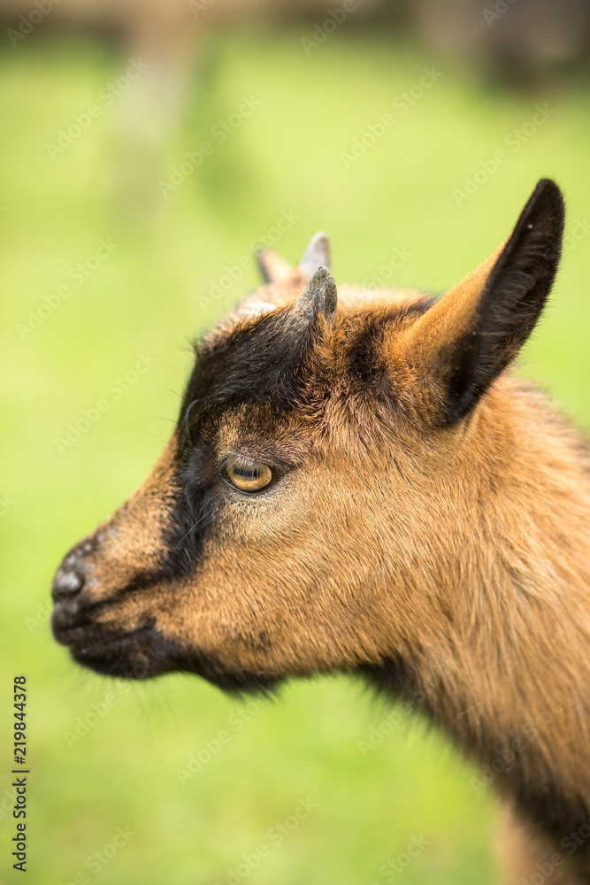 Ziege in der Natur Ziege in der Natur