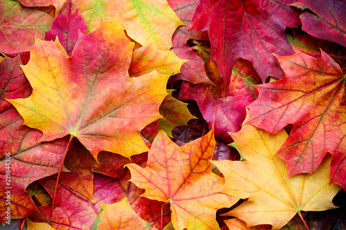 Amazing multicolor background of natural autumn foliage. Colorful background of multicolor leaves with natural light. Majestic bright autumn foliage color background