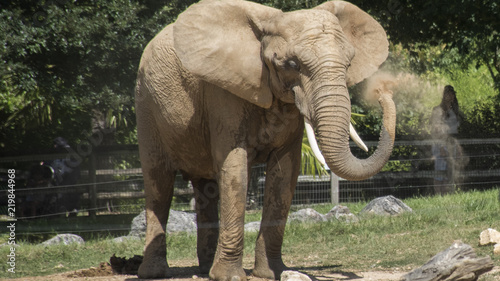 Bain d'éléphant