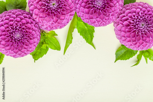 Fototapeta Naklejka Na Ścianę i Meble -  Dahlia ball-barbarry border frame - top view on violet fresh flowers with green leaves and buds.