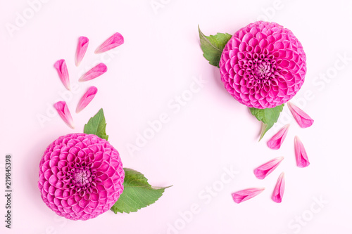 Fototapeta Naklejka Na Ścianę i Meble -  Dahlia ball-barbarry and petals with green leaves and buds - top view on pink bright summer flower.