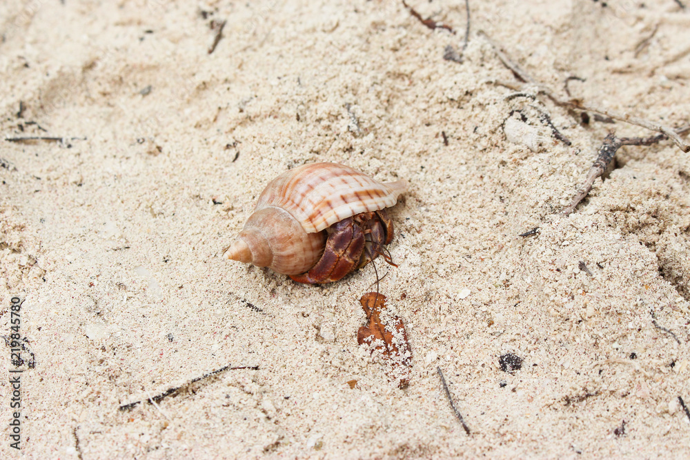 beach crab shell